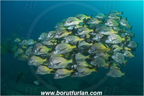 Cabo Pulmo, Baja California, Sea of Cortez, Mexico, Pacific ocean, Anisotremus interruptus, Anisotremus, Haemulidae, Burito grunt, Grunt, Fish, Fish school, Reef