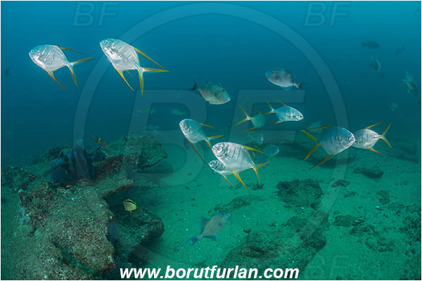 Cabo Pulmo, Baja California, Sea of Cortez, Mexico, Pacific ocean, Trachinotus rhodopus, Trachinotus, Carangidae, Gafftopsail pompano, Pompano, Fish, Fish school, Reef