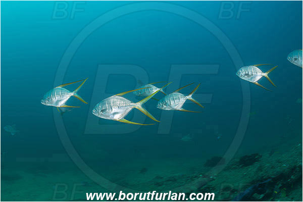 Cabo Pulmo, Baja California, Sea of Cortez, Mexico, Pacific ocean, Trachinotus rhodopus, Trachinotus, Carangidae, Gafftopsail pompano, Pompano, Fish, Fish school, Reef