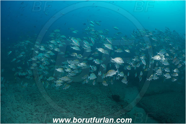 Cabo Pulmo, Baja California, Sea of Cortez, Mexico, Pacific ocean, Haemulon sexfasciatum, Haemulon, Haemulidae, Greybar grunt, Grunt, Fish, Fish school, Reef