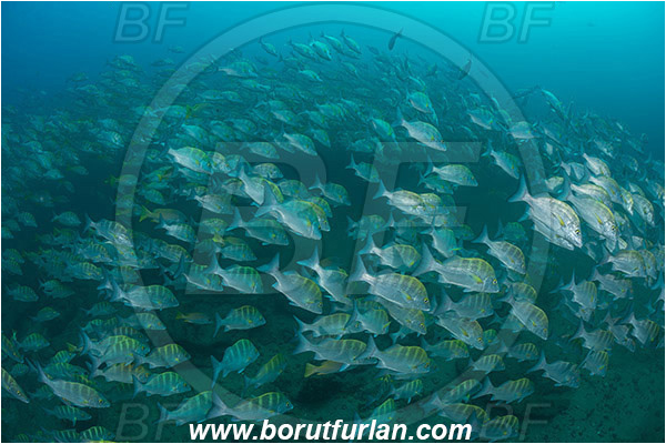 Cabo Pulmo, Baja California, Sea of Cortez, Mexico, Pacific ocean, Haemulon sexfasciatum, Haemulon, Haemulidae, Greybar grunt, Grunt, Fish, Fish school, Reef