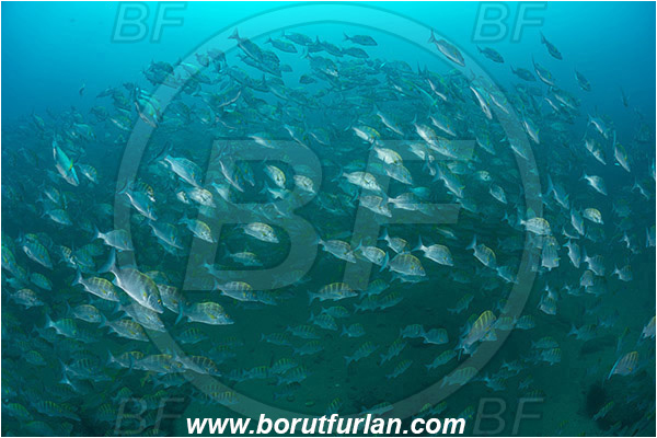 Cabo Pulmo, Baja California, Sea of Cortez, Mexico, Pacific ocean, Haemulon sexfasciatum, Haemulon, Haemulidae, Greybar grunt, Grunt, Fish, Fish school, Reef