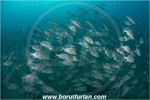 Cabo Pulmo, Baja California, Sea of Cortez, Mexico, Pacific ocean, Haemulon sexfasciatum, Haemulon, Haemulidae, Greybar grunt, Grunt, Fish, Fish school, Reef