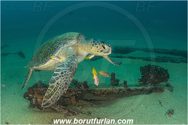 Cabo Pulmo, Baja California, Sea of Cortez, Mexico, Pacific ocean, Chelonia mydas, Cheloniidae, Reptilia, Reptilian, Green Sea Turtle, Turtle, Wreck, Bodianus diplotaenia, Bodianus, Labridae, Mexican hogfish - female, Wrasse, Fish, Cleaning