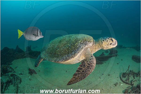 Cabo Pulmo, Baja California, Sea of Cortez, Mexico, Pacific ocean, Chelonia mydas, Cheloniidae, Reptilia, Reptilian, Green Sea Turtle, Turtle, Wreck, Prionurus punctatus, Prionurus, Acanthuridae, Yellowtail Surgeonfish, Surgeonfish, Fish, Cleaning