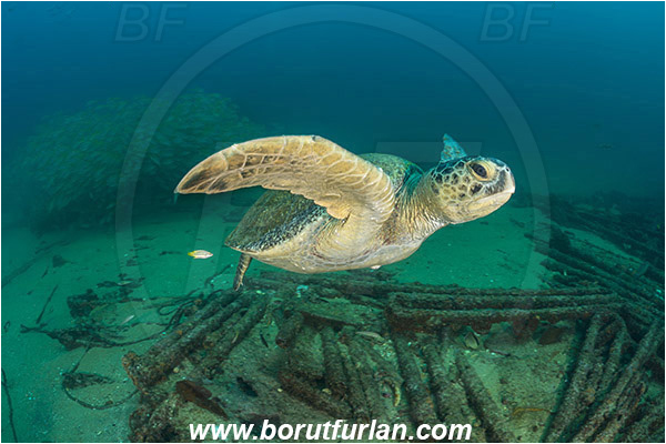 Cabo Pulmo, Baja California, Sea of Cortez, Mexico, Pacific ocean, Chelonia mydas, Cheloniidae, Reptilia, Reptilian, Green Sea Turtle, Turtle, Wreck