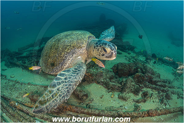 Cabo Pulmo, Baja California, Sea of Cortez, Mexico, Pacific ocean, Chelonia mydas, Cheloniidae, Reptilia, Reptilian, Green Sea Turtle, Turtle, Wreck, Bodianus diplotaenia, Bodianus, Labridae, Mexican hogfish - female, Wrasse, Fish, Cleaning