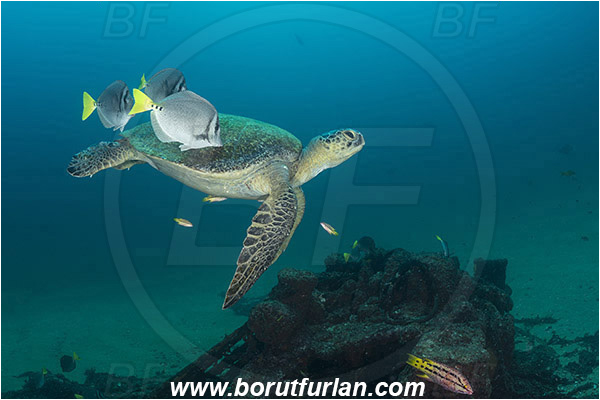 Cabo Pulmo, Baja California, Sea of Cortez, Mexico, Pacific ocean, Chelonia mydas, Cheloniidae, Reptilia, Reptilian, Green Sea Turtle, Turtle, Wreck, Prionurus punctatus, Prionurus, Acanthuridae, Yellowtail Surgeonfish, Surgeonfish, Fish, Cleaning