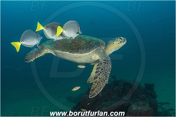 Cabo Pulmo, Baja California, Sea of Cortez, Mexico, Pacific ocean, Chelonia mydas, Cheloniidae, Reptilia, Reptilian, Green Sea Turtle, Turtle, Wreck, Prionurus punctatus, Prionurus, Acanthuridae, Yellowtail Surgeonfish, Surgeonfish, Fish, Cleaning