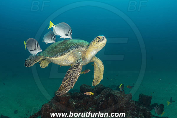 Cabo Pulmo, Baja California, Sea of Cortez, Mexico, Pacific ocean, Chelonia mydas, Cheloniidae, Reptilia, Reptilian, Green Sea Turtle, Turtle, Wreck, Prionurus punctatus, Prionurus, Acanthuridae, Yellowtail Surgeonfish, Surgeonfish, Fish, Cleaning