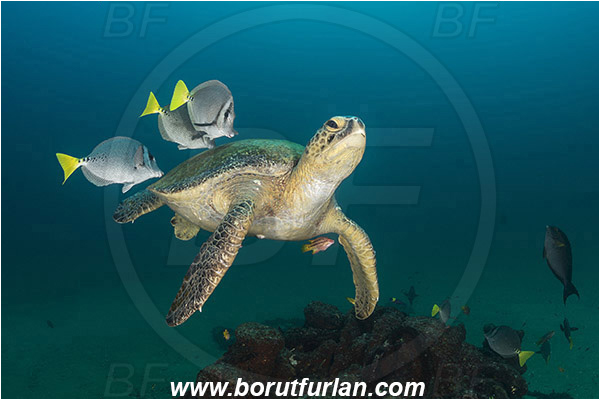 Cabo Pulmo, Baja California, Sea of Cortez, Mexico, Pacific ocean, Chelonia mydas, Cheloniidae, Reptilia, Reptilian, Green Sea Turtle, Turtle, Wreck, Prionurus punctatus, Prionurus, Acanthuridae, Yellowtail Surgeonfish, Surgeonfish, Fish, Cleaning