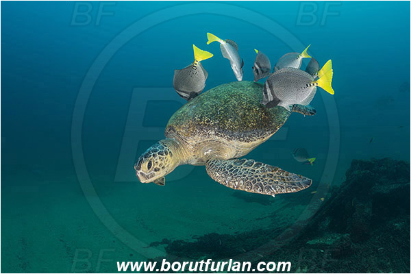 Cabo Pulmo, Baja California, Sea of Cortez, Mexico, Pacific ocean, Chelonia mydas, Cheloniidae, Reptilia, Reptilian, Green Sea Turtle, Turtle, Wreck, Prionurus punctatus, Prionurus, Acanthuridae, Yellowtail Surgeonfish, Surgeonfish, Fish, Cleaning