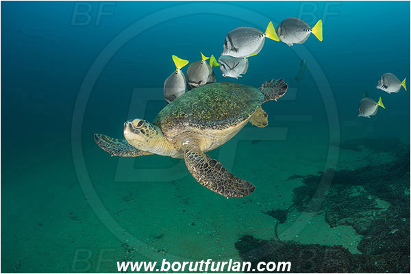 Cabo Pulmo, Baja California, Sea of Cortez, Mexico, Pacific ocean, Chelonia mydas, Cheloniidae, Reptilia, Reptilian, Green Sea Turtle, Turtle, Wreck, Prionurus punctatus, Prionurus, Acanthuridae, Yellowtail Surgeonfish, Surgeonfish, Fish, Cleaning