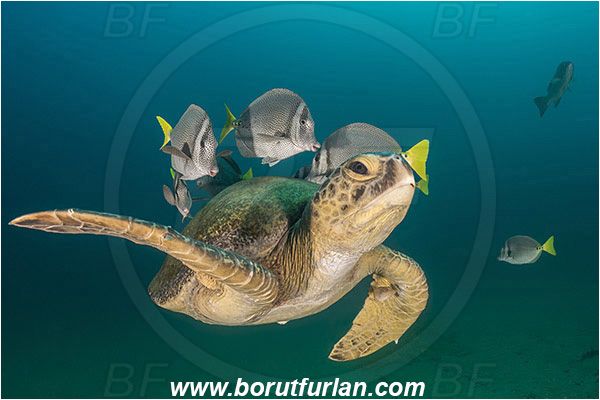 Cabo Pulmo, Baja California, Sea of Cortez, Mexico, Pacific ocean, Chelonia mydas, Cheloniidae, Reptilia, Reptilian, Green Sea Turtle, Turtle, Wreck, Prionurus punctatus, Prionurus, Acanthuridae, Yellowtail Surgeonfish, Surgeonfish, Fish, Cleaning