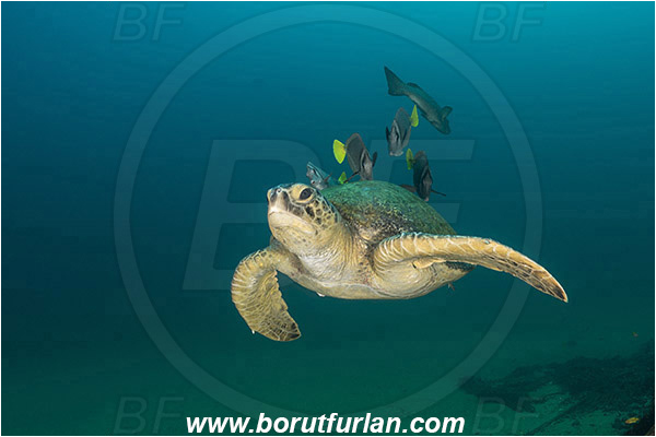 Cabo Pulmo, Baja California, Sea of Cortez, Mexico, Pacific ocean, Chelonia mydas, Cheloniidae, Reptilia, Reptilian, Green Sea Turtle, Turtle, Wreck, Prionurus punctatus, Prionurus, Acanthuridae, Yellowtail Surgeonfish, Surgeonfish, Fish, Cleaning