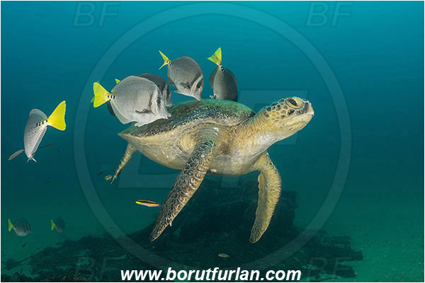 Cabo Pulmo, Baja California, Sea of Cortez, Mexico, Pacific ocean, Chelonia mydas, Cheloniidae, Reptilia, Reptilian, Green Sea Turtle, Turtle, Wreck, Prionurus punctatus, Prionurus, Acanthuridae, Yellowtail Surgeonfish, Surgeonfish, Fish, Cleaning