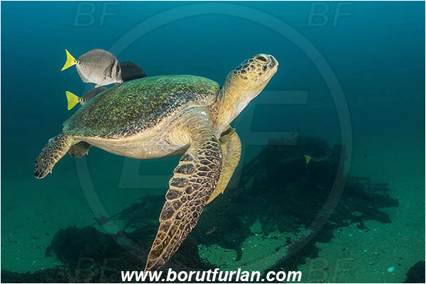 Cabo Pulmo, Baja California, Sea of Cortez, Mexico, Pacific ocean, Chelonia mydas, Cheloniidae, Reptilia, Reptilian, Green Sea Turtle, Turtle, Wreck, Prionurus punctatus, Prionurus, Acanthuridae, Yellowtail Surgeonfish, Surgeonfish, Fish, Cleaning