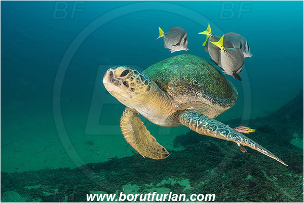 Cabo Pulmo, Baja California, Sea of Cortez, Mexico, Pacific ocean, Chelonia mydas, Cheloniidae, Reptilia, Reptilian, Green Sea Turtle, Turtle, Wreck, Prionurus punctatus, Prionurus, Acanthuridae, Yellowtail Surgeonfish, Surgeonfish, Fish, Cleaning