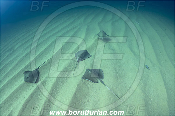 Cabo Pulmo, Baja California, Sea of Cortez, Mexico, Pacific ocean, Hypanus longus, Hypanus, Dasyatidae, Elasmobranchii, Longtail stingray, Stingray, Fish, Sand