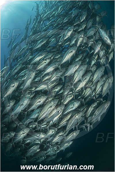Cabo Pulmo, Baja California, Sea of Cortez, Mexico, Pacific ocean, Caranx sexfasciatus, Caranx, Carangidae, Bigeye trevally, Trevally, Fish, Fish school