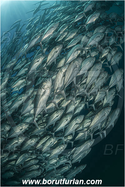 Cabo Pulmo, Baja California, Sea of Cortez, Mexico, Pacific ocean, Caranx sexfasciatus, Caranx, Carangidae, Bigeye trevally, Trevally, Fish, Fish school