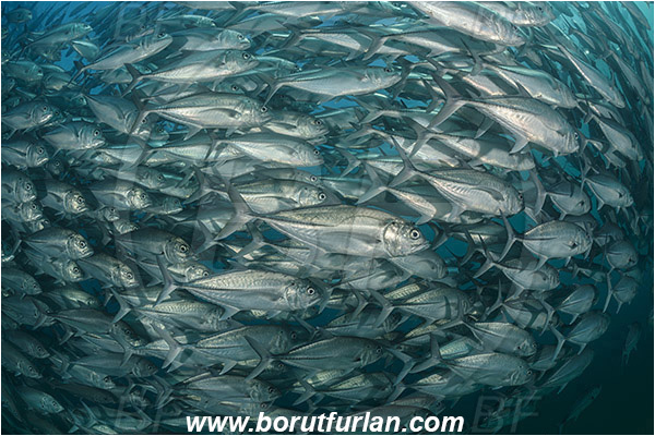 Cabo Pulmo, Baja California, Sea of Cortez, Mexico, Pacific ocean, Caranx sexfasciatus, Caranx, Carangidae, Bigeye trevally, Trevally, Fish, Fish school
