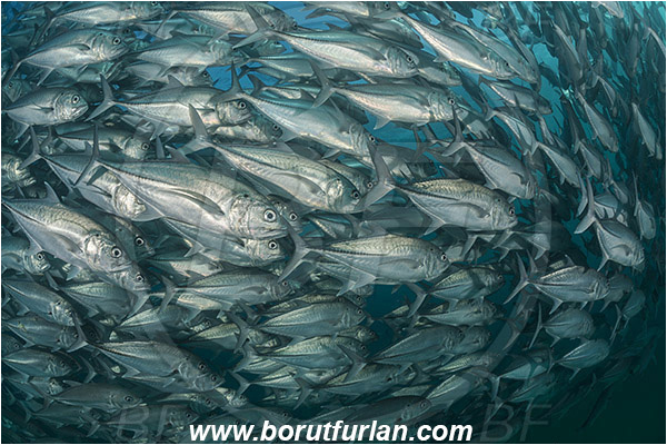 Cabo Pulmo, Baja California, Sea of Cortez, Mexico, Pacific ocean, Caranx sexfasciatus, Caranx, Carangidae, Bigeye trevally, Trevally, Fish, Fish school