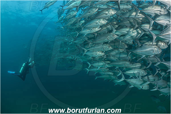 Cabo Pulmo, Baja California, Sea of Cortez, Mexico, Pacific ocean, Caranx sexfasciatus, Caranx, Carangidae, Bigeye trevally, Trevally, Fish, Fish school, Diver, Underwater photographer