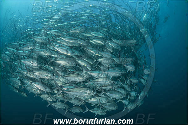 Cabo Pulmo, Baja California, Sea of Cortez, Mexico, Pacific ocean, Caranx sexfasciatus, Caranx, Carangidae, Bigeye trevally, Trevally, Fish, Fish school