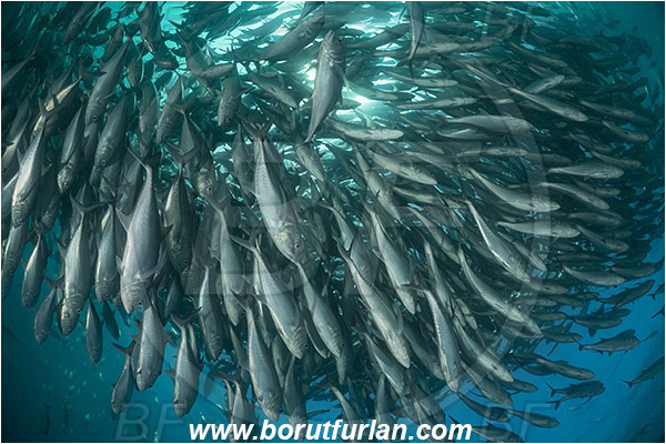 Cabo Pulmo, Baja California, Sea of Cortez, Mexico, Pacific ocean, Caranx sexfasciatus, Caranx, Carangidae, Bigeye trevally, Trevally, Fish, Fish school