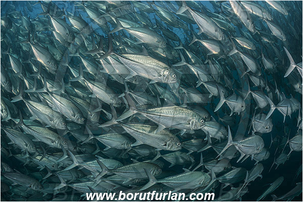 Cabo Pulmo, Baja California, Sea of Cortez, Mexico, Pacific ocean, Caranx sexfasciatus, Caranx, Carangidae, Bigeye trevally, Trevally, Fish, Fish school