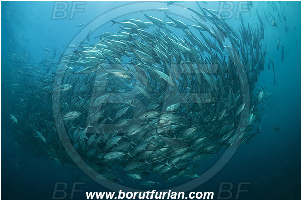 Cabo Pulmo, Baja California, Sea of Cortez, Mexico, Pacific ocean, Caranx sexfasciatus, Caranx, Carangidae, Bigeye trevally, Trevally, Fish, Fish school