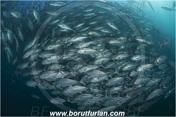 Cabo Pulmo, Baja California, Sea of Cortez, Mexico, Pacific ocean, Caranx sexfasciatus, Caranx, Carangidae, Bigeye trevally, Trevally, Fish, Fish school