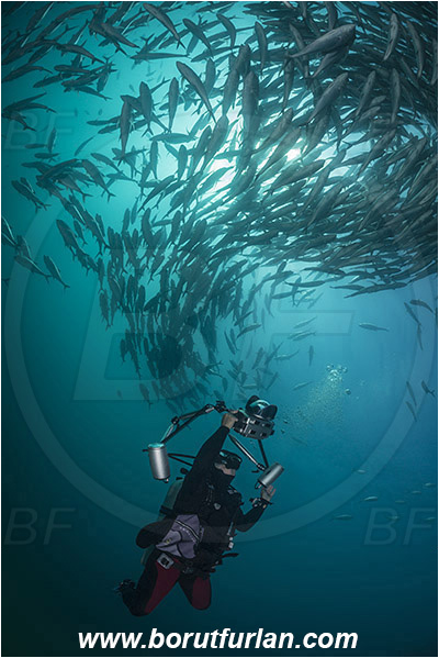 Cabo Pulmo, Baja California, Sea of Cortez, Mexico, Pacific ocean, Caranx sexfasciatus, Caranx, Carangidae, Bigeye trevally, Trevally, Fish, Fish school, Diver, Underwater photographer