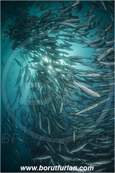 Cabo Pulmo, Baja California, Sea of Cortez, Mexico, Pacific ocean, Caranx sexfasciatus, Caranx, Carangidae, Bigeye trevally, Trevally, Fish, Fish school