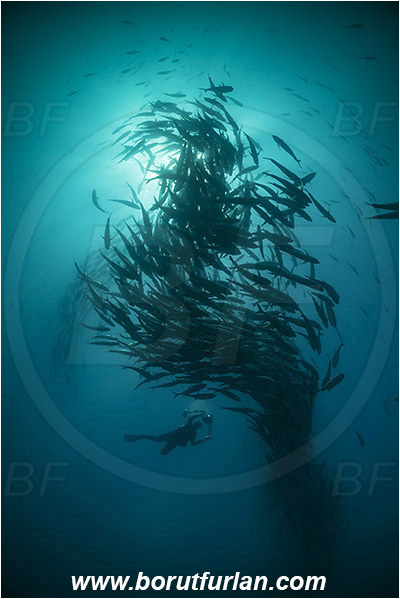 Cabo Pulmo, Baja California, Sea of Cortez, Mexico, Pacific ocean, Caranx sexfasciatus, Caranx, Carangidae, Bigeye trevally, Trevally, Fish, Fish school, Diver, Underwater photographer