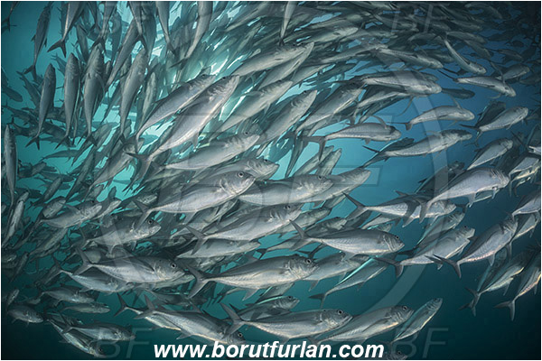 Cabo Pulmo, Baja California, Sea of Cortez, Mexico, Pacific ocean, Caranx sexfasciatus, Caranx, Carangidae, Bigeye trevally, Trevally, Fish, Fish school