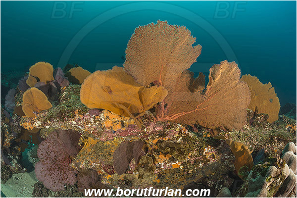 Cabo Pulmo, Baja California, Sea of Cortez, Mexico, Pacific ocean, Pacifigorgia adamsii, Pacifigorgia, Gorgoniidae, Red Sea Fan, Gorgonian, Sea fan, Coral, Cnidaria, Cnidarian, Reef
