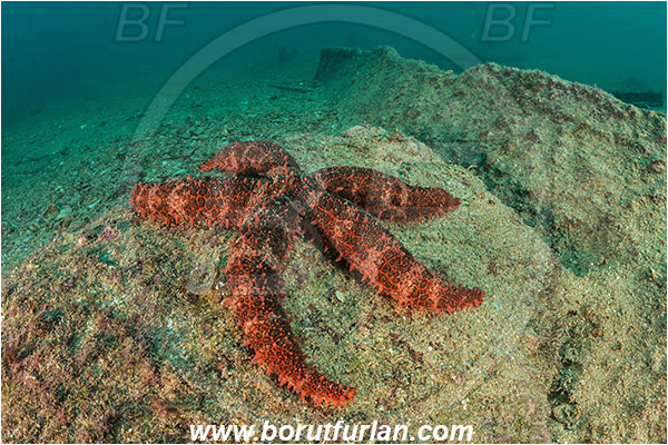 Isla Espiritu Santo, La Paz, Baja California, Mexico, Pacific ocean, Mithrodia bradleyi, Mithrodia, Mithrodiidae, Studded Sea Star, Starfish, Asteroidea, Echinodermata, Echinoderm, Reef