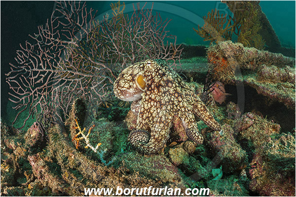 Salvatierra wreck, Wreck, La Paz, Baja California, Sea of Cortez, Mexico, Pacific ocean, Octopus oculifer, Octopus, Octopodidae, Cephalopoda, Mollusca, Mollusc, Galapagos octopus, Reef