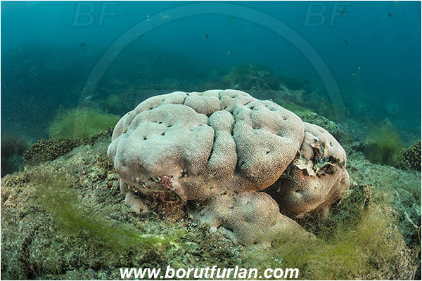 Isla Espiritu Santo, La Paz, Baja California, Sea of Cortez, Mexico, Pacific ocean, Pavona gigantea, Pavona, Agariciidae, Coral, Anthozoa, Cnidaria, Cnidarian, Reef