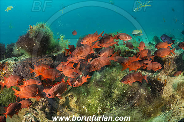 Isla Espiritu Santo, Baja California, La Paz, Mexico, Sea of Cortez, Pacific ocean, Myripristis leiognathus, Myripristis, Holocentridae, Panamic soldierfish, Soldierfish, Fish, Fish school