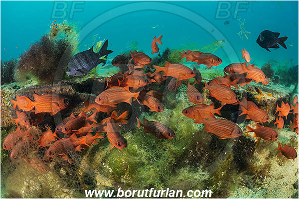 Isla Espiritu Santo, Baja California, La Paz, Mexico, Sea of Cortez, Pacific ocean, Myripristis leiognathus, Myripristis, Holocentridae, Panamic soldierfish, Soldierfish, Fish, Fish school