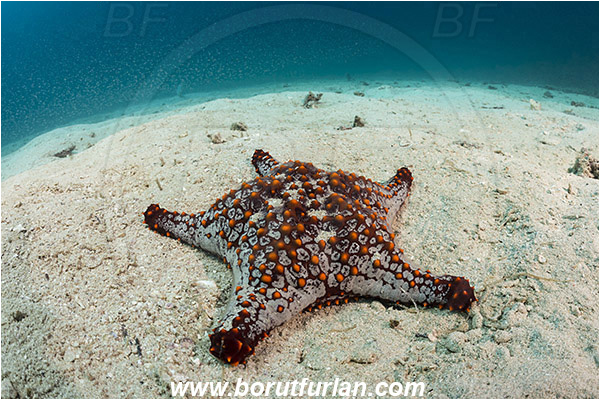 La Paz, Baja California, Sea of Cortez, Mexico, Pacific ocean, Pentaceraster cumingi, Pentaceraster, Oreasteridae, Echinoderm, Echinodermata, Panamic Cushion Starfish, Starfish, Sand