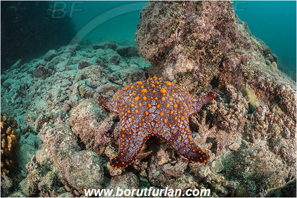 La Paz, Baja California, Sea of Cortez, Mexico, Pacific ocean, Pentaceraster cumingi, Pentaceraster, Oreasteridae, Echinoderm, Echinodermata, Panamic Cushion Starfish, Starfish, Reef