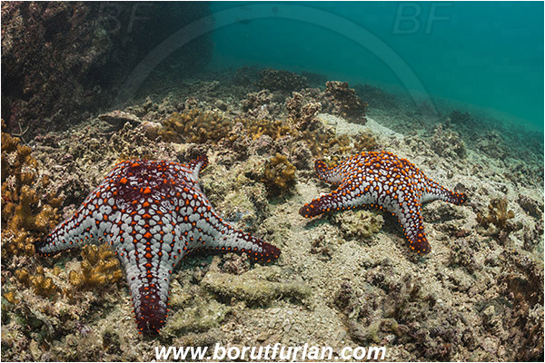 La Paz, Baja California, Sea of Cortez, Mexico, Pacific ocean, Pentaceraster cumingi, Pentaceraster, Oreasteridae, Echinoderm, Echinodermata, Panamic Cushion Starfish, Starfish, Reef
