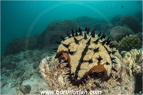 La Paz, Baja California, Sea of Cortez, Mexico, Pacific ocean, Nidorellia armata, Nidorellia, Oreasteridae, Asteroidea, Echinodermata, Echinoderm, Chocolate Chip Starfish, Starfish, Reef