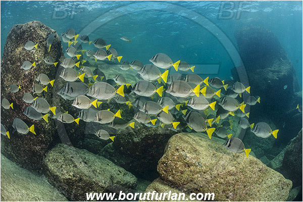 Acanthuridae, Baja California, Fish, Fish school, Isla Partida, Mexico, Pacific ocean, Prionurus, Prionurus laticlavius, Razor Surgeonfish, Reef, Sea of Cortez, Surgeonfish