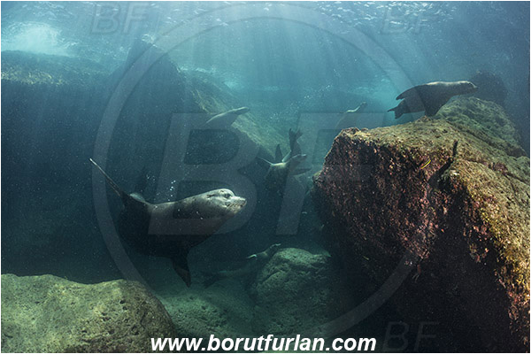 Baja California, Californian sea lion, Isla Partida, Mammalia, Mammalian, Mexico, Otariidae, Pacific ocean, Reef, Sea of Cortez, Seal, Zalophus, Zalophus californianus