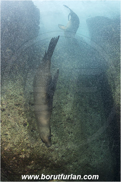 Baja California, Californian sea lion, Isla Partida, Mammalia, Mammalian, Mexico, Otariidae, Pacific ocean, Reef, Sea of Cortez, Seal, Zalophus, Zalophus californianus, Foam